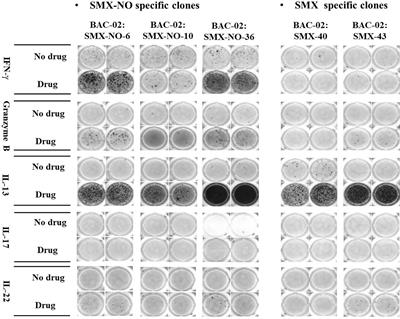 Characterization of T-Cell Responses to SMX and SMX-NO in Co-Trimoxazole Hypersensitivity Patients Expressing HLA-B*13:01